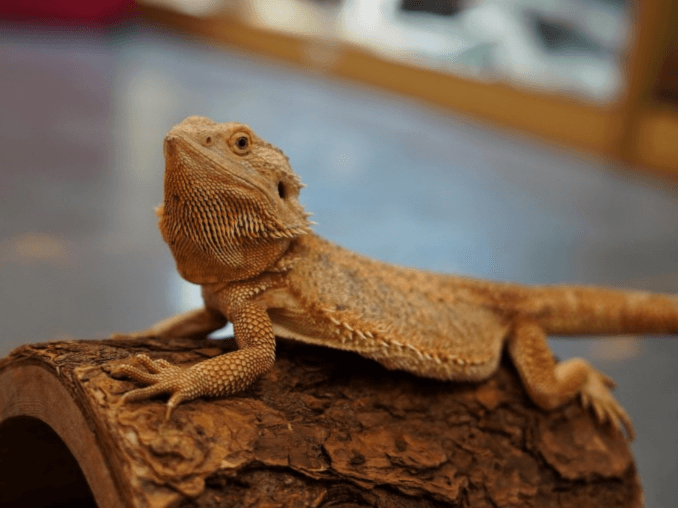 Gloria- bearded dragon