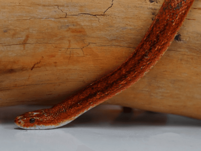 Luscious- corn snake 
