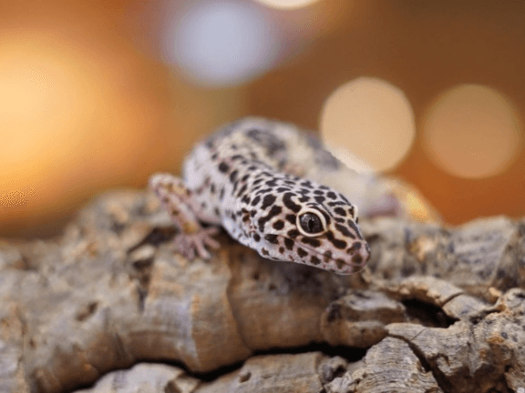 Gwen- Leopard gecko