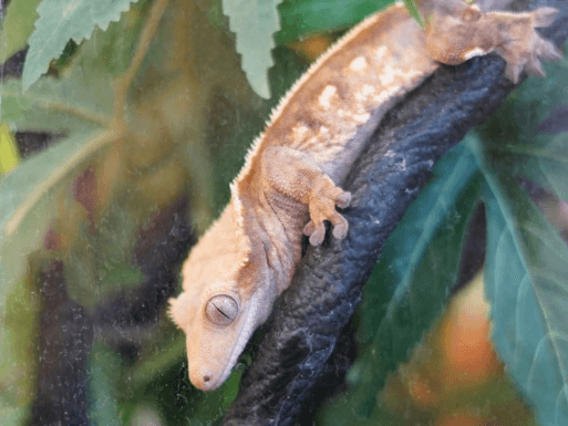 Sugar- crested gecko