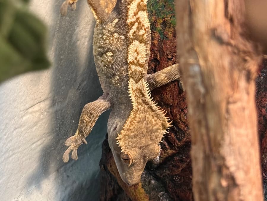 Boo- crested gecko