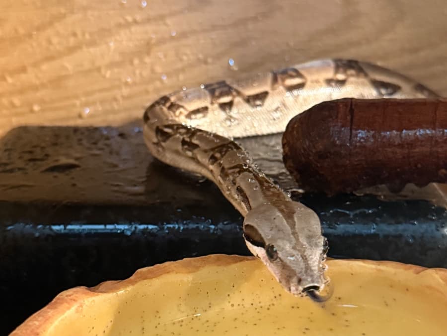 Basil- boa