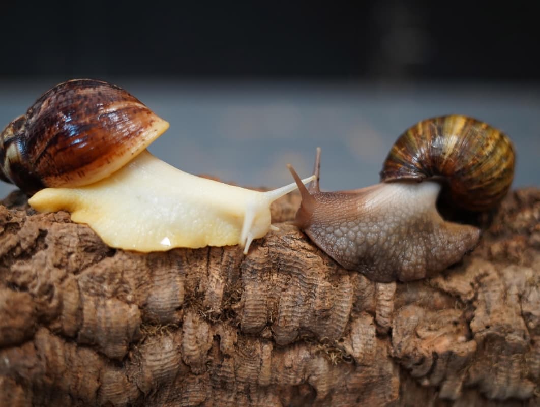Giant African Land Snails