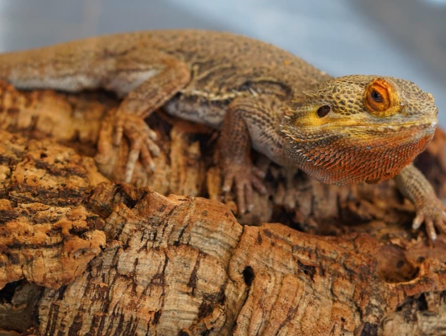 Ragetti- Bearded dragon