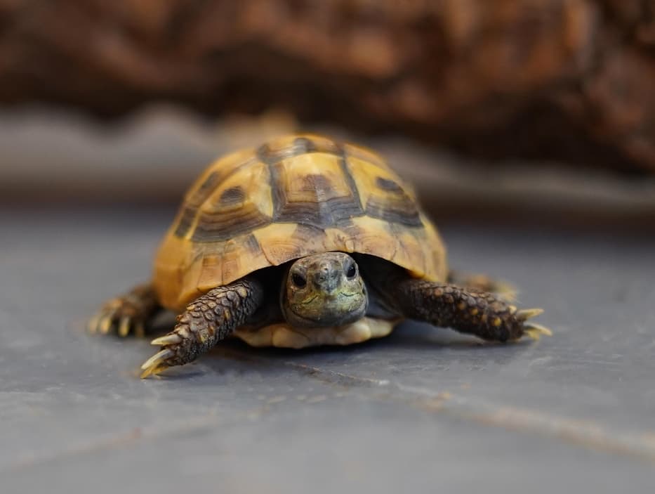 Artemis- Hermanns tortoise