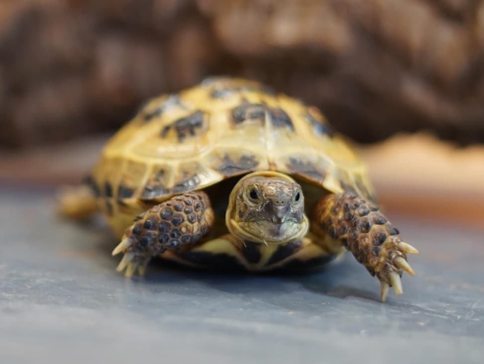 Stuart- Horsfield tortoise