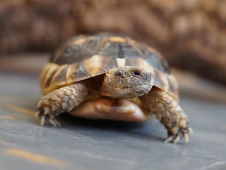 Marty- Marginated tortoise