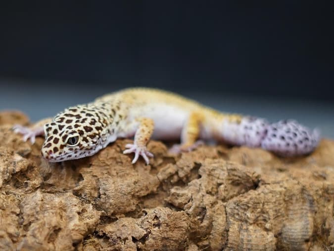 Bug- Leopard gecko 