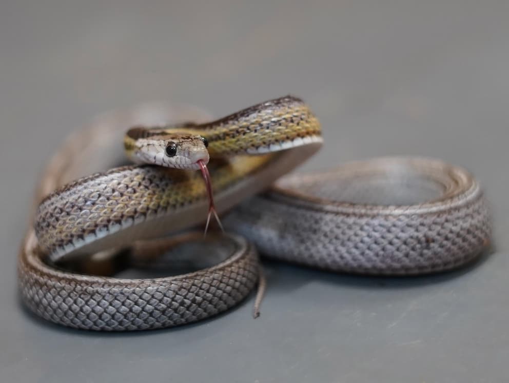 Pepper- corn snake