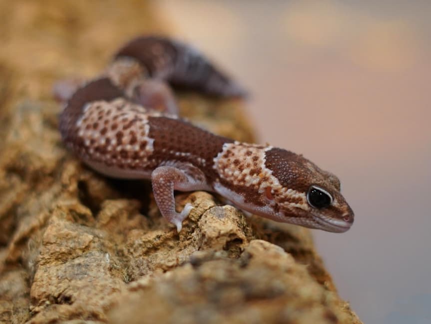 Pheobe- African fat tailed gecko