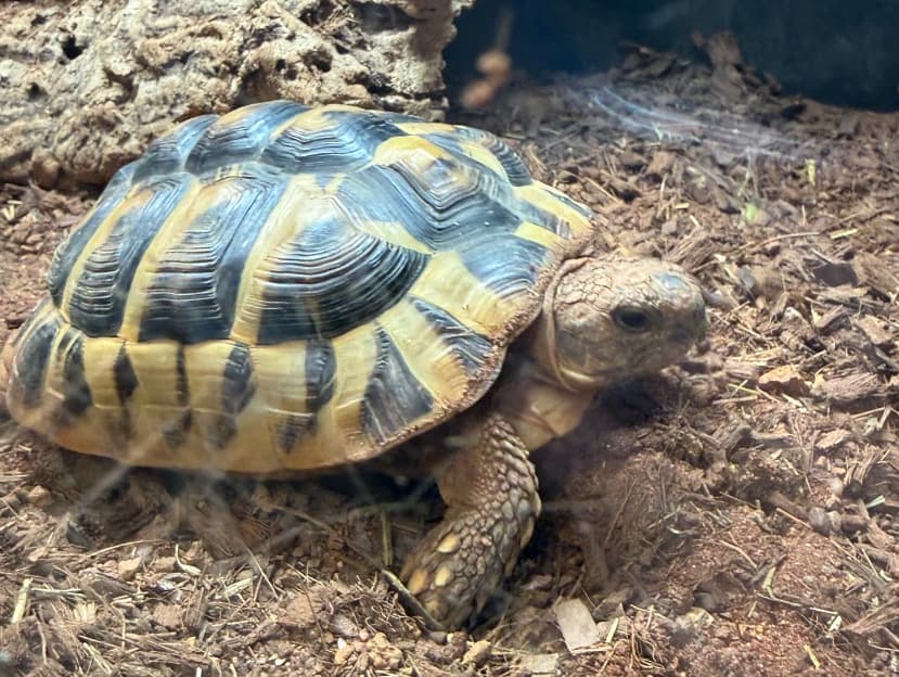 Gordon- Hermanns Tortoise
