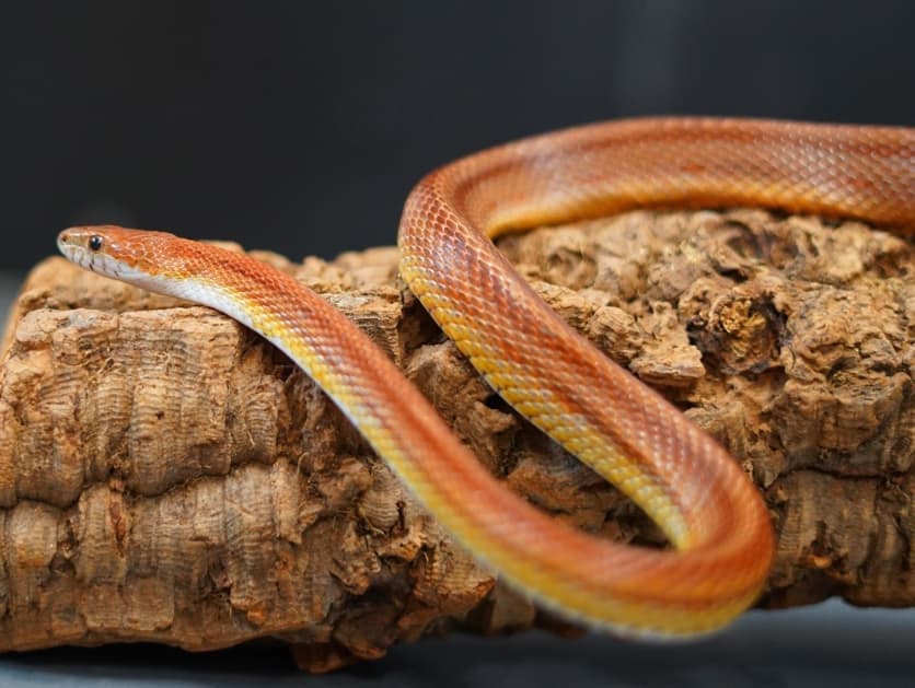 Pepperami- corn snake 