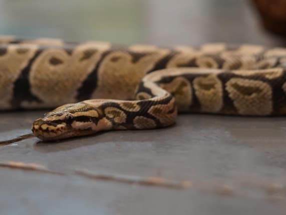Madison- Royal python