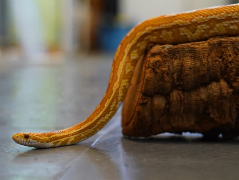 Enzo- corn snake