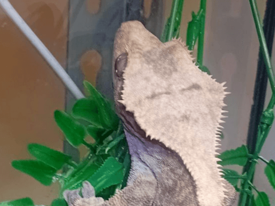 Scarlet crested gecko