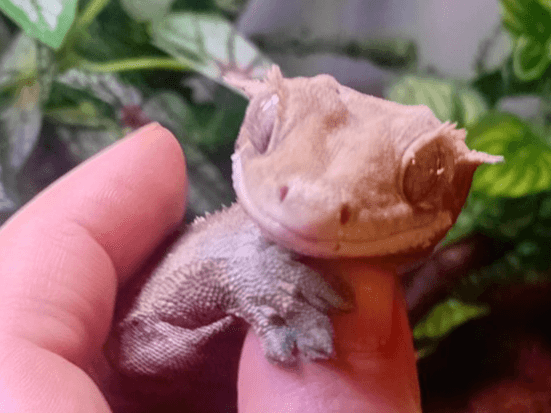 Rhett crested gecko