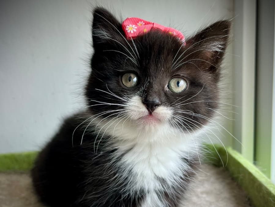 Maeve 
