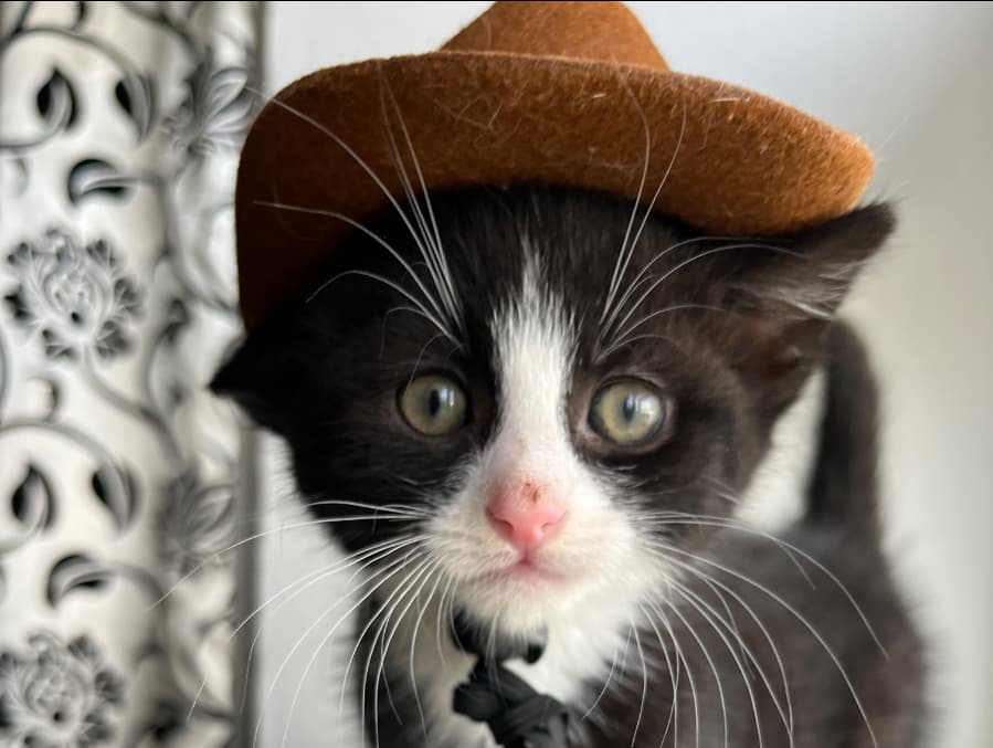 Otis