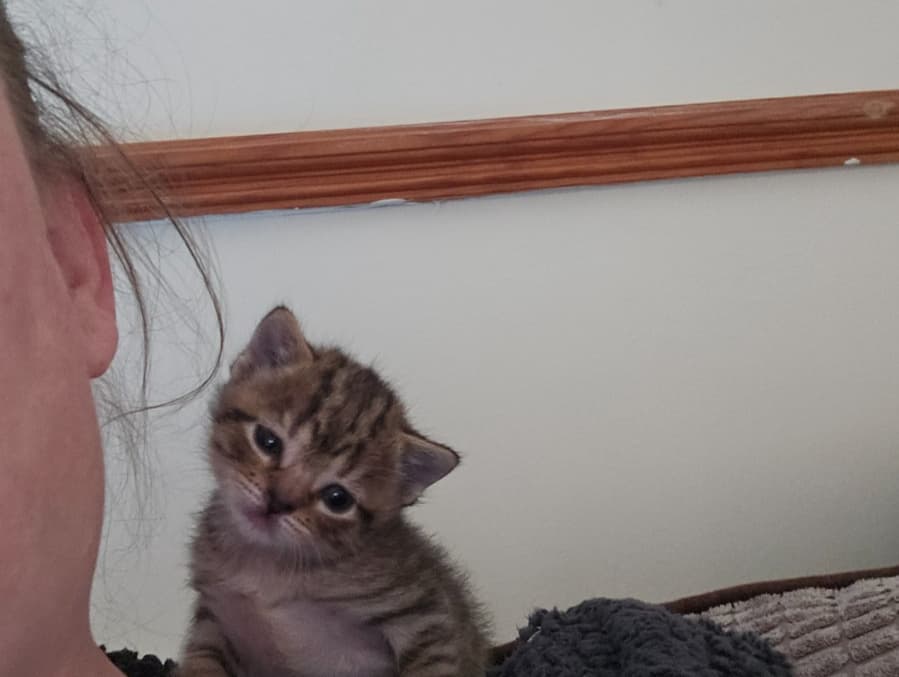 tiny tim