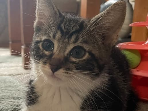 Otis