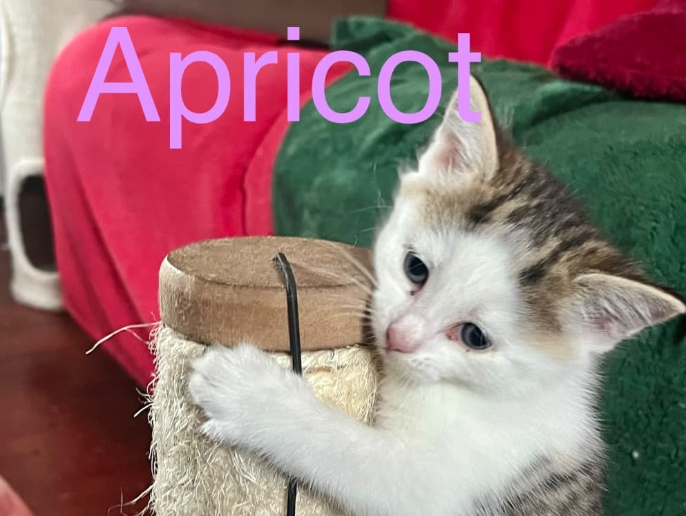 Apricot