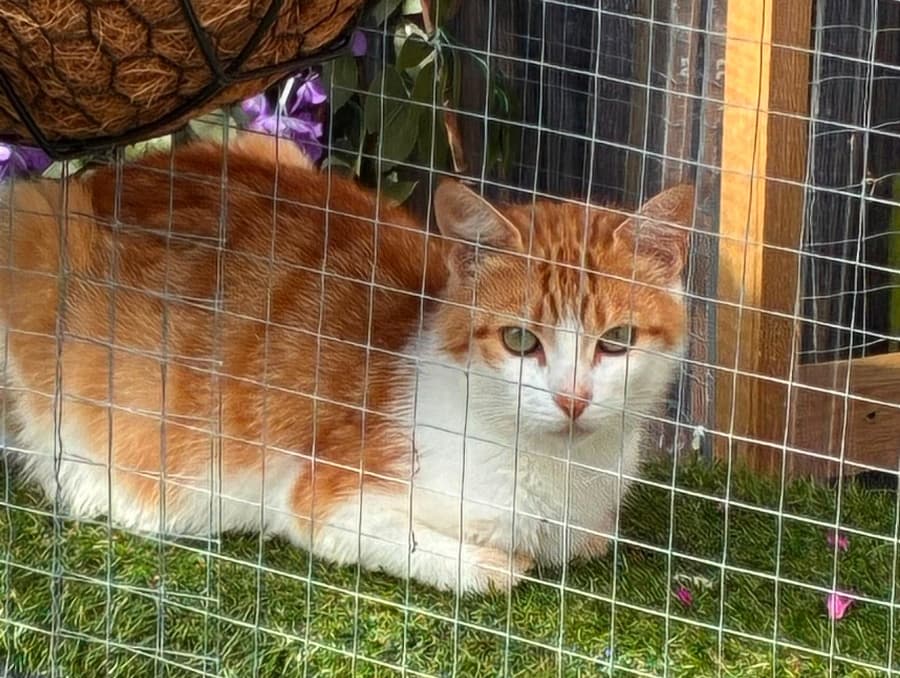 Willow