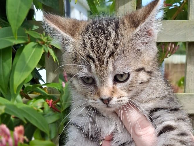 Moki