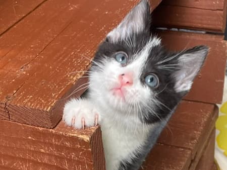Wiggle