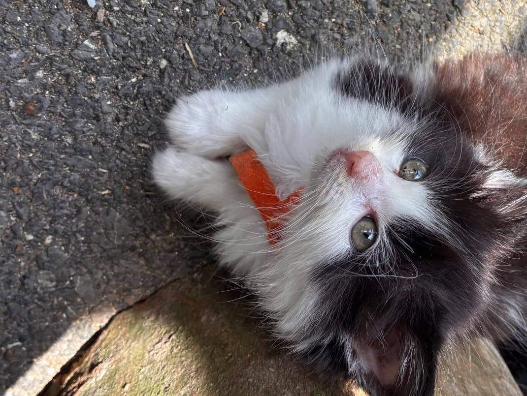 Otis