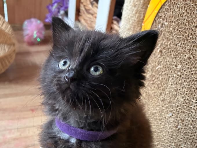 Pepper