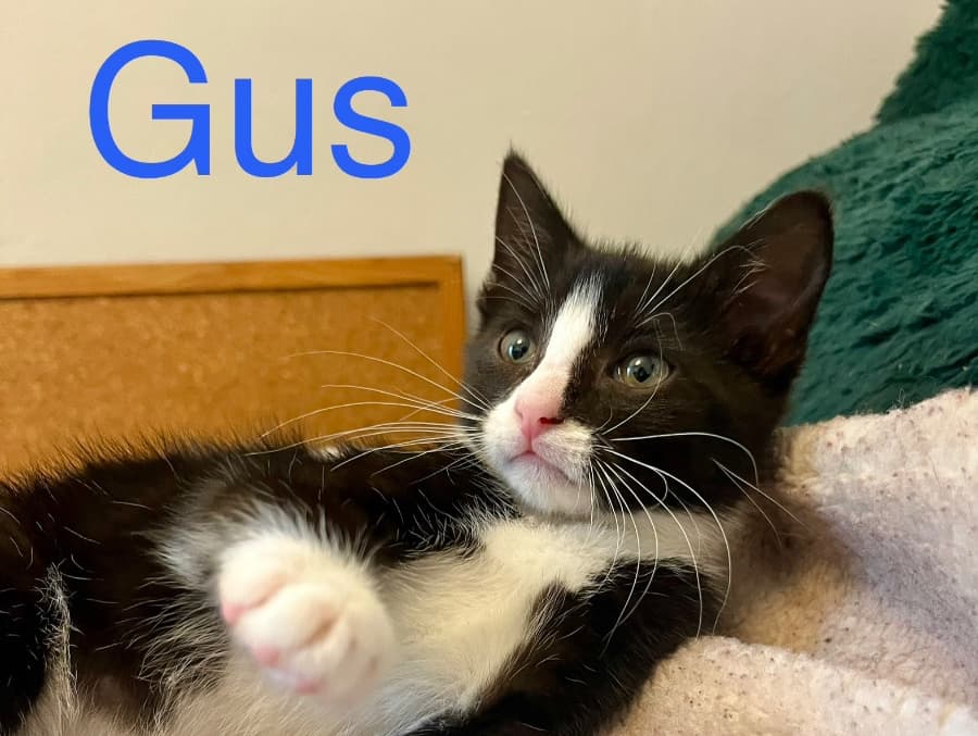 Gus