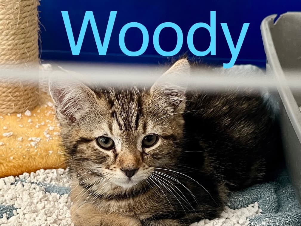 Woody