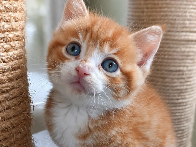 Caramel