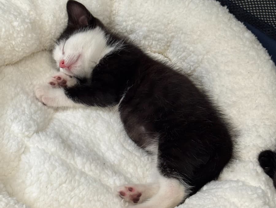 Poe
