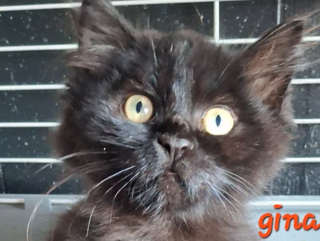 Gina