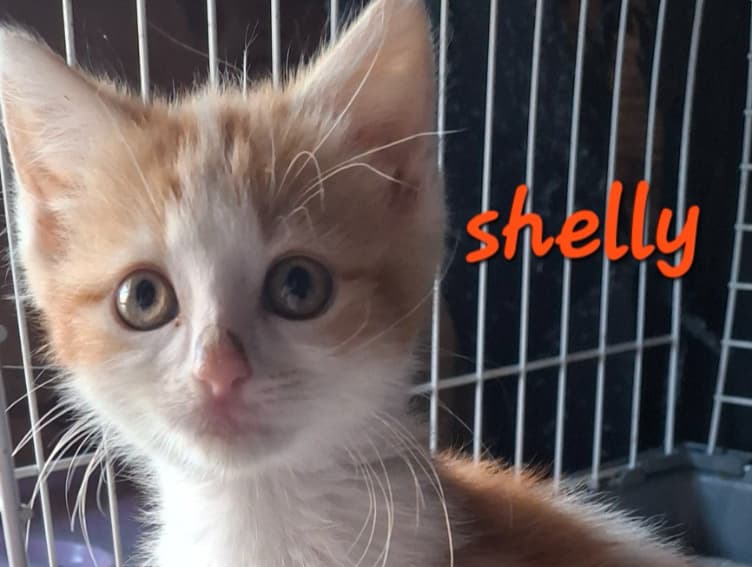 Shelly