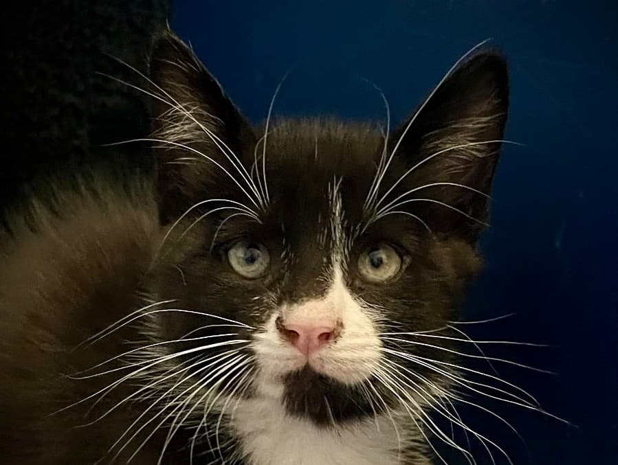 Dewey