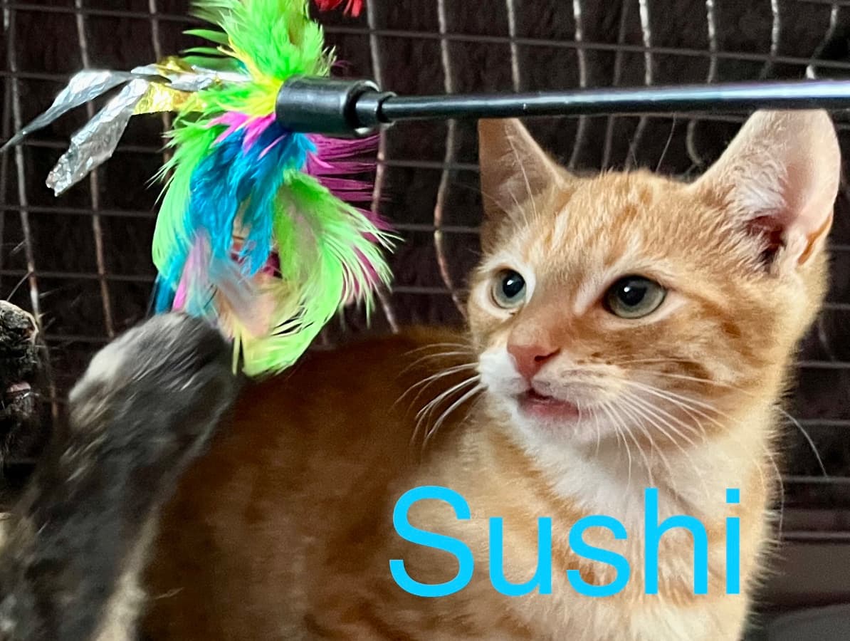 Sushi
