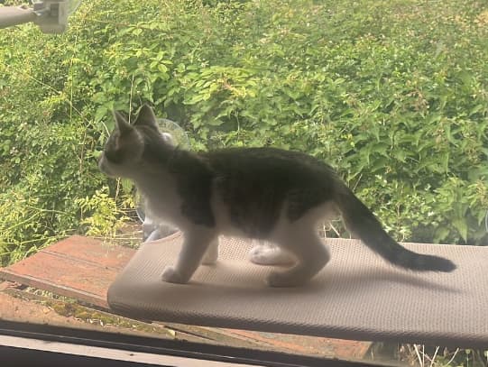 Klaus